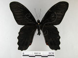 中文名:台灣鳳蝶(1587-9)學名:Papilio thaiwanus Rothschild, 1898(1587-9)