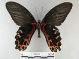 中文名:台灣鳳蝶(1587-8)學名:Papilio thaiwanus Rothschild, 1898(1587-8)