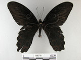 中文名:台灣鳳蝶(1587-8)學名:Papilio thaiwanus Rothschild, 1898(1587-8)