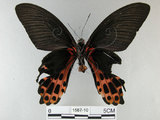 中文名:台灣鳳蝶(1587-10)學名:Papilio thaiwanus Rothschild, 1898(1587-10)