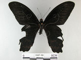 中文名:台灣鳳蝶(1587-10)學名:Papilio thaiwanus Rothschild, 1898(1587-10)