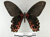 中文名:台灣鳳蝶(1588-19)學名:Papilio thaiwanus Rothschild, 1898(1588-19)