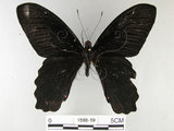 中文名:台灣鳳蝶(1588-19)學名:Papilio thaiwanus Rothschild, 1898(1588-19)