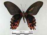 中文名:台灣鳳蝶(1593-18)學名:Papilio thaiwanus Rothschild, 1898(1593-18)