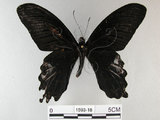 中文名:台灣鳳蝶(1593-18)學名:Papilio thaiwanus Rothschild, 1898(1593-18)
