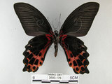 中文名:台灣鳳蝶(2680-175)學名:Papilio thaiwanus Rothschild, 1898(2680-175)