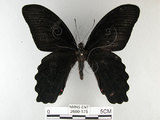 中文名:台灣鳳蝶(2680-175)學名:Papilio thaiwanus Rothschild, 1898(2680-175)