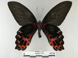 中文名:台灣鳳蝶(2680-179)學名:Papilio thaiwanus Rothschild, 1898(2680-179)