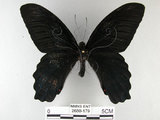 中文名:台灣鳳蝶(2680-179)學名:Papilio thaiwanus Rothschild, 1898(2680-179)