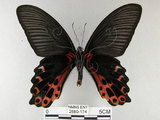 中文名:台灣鳳蝶(2680-174)學名:Papilio thaiwanus Rothschild, 1898(2680-174)