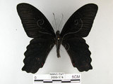 中文名:台灣鳳蝶(2680-174)學名:Papilio thaiwanus Rothschild, 1898(2680-174)