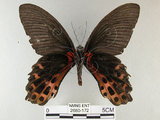 中文名:台灣鳳蝶(2680-172)學名:Papilio thaiwanus Rothschild, 1898(2680-172)