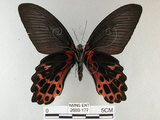 中文名:台灣鳳蝶(2680-177)學名:Papilio thaiwanus Rothschild, 1898(2680-177)