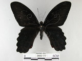 中文名:台灣鳳蝶(2680-177)學名:Papilio thaiwanus Rothschild, 1898(2680-177)