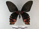 中文名:台灣鳳蝶(2909-1614)學名:Papilio thaiwanus Rothschild, 1898(2909-1614)