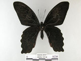 中文名:台灣鳳蝶(2909-1614)學名:Papilio thaiwanus Rothschild, 1898(2909-1614)