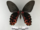 中文名:台灣鳳蝶(2909-816)學名:Papilio thaiwanus Rothschild, 1898(2909-816)