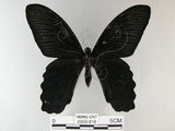 中文名:台灣鳳蝶(2909-816)學名:Papilio thaiwanus Rothschild, 1898(2909-816)