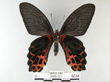 中文名:台灣鳳蝶(2909-127)學名:Papilio thaiwanus Rothschild, 1898(2909-127)