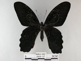 中文名:台灣鳳蝶(2909-127)學名:Papilio thaiwanus Rothschild, 1898(2909-127)