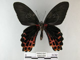 中文名:台灣鳳蝶(2909-555)學名:Papilio thaiwanus Rothschild, 1898(2909-555)