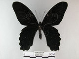 中文名:台灣鳳蝶(2909-555)學名:Papilio thaiwanus Rothschild, 1898(2909-555)