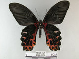 中文名:台灣鳳蝶(2909-1130)學名:Papilio thaiwanus Rothschild, 1898(2909-1130)