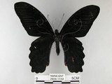 中文名:台灣鳳蝶(2909-1130)學名:Papilio thaiwanus Rothschild, 1898(2909-1130)