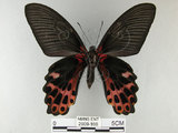 中文名:台灣鳳蝶(2909-166)學名:Papilio thaiwanus Rothschild, 1898(2909-166)