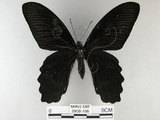 中文名:台灣鳳蝶(2909-166)學名:Papilio thaiwanus Rothschild, 1898(2909-166)