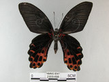 中文名:台灣鳳蝶(2909-608)學名:Papilio thaiwanus Rothschild, 1898(2909-608)