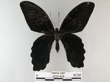 中文名:台灣鳳蝶(2909-608)學名:Papilio thaiwanus Rothschild, 1898(2909-608)