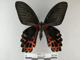 中文名:台灣鳳蝶(2909-388)學名:Papilio thaiwanus Rothschild, 1898(2909-388)