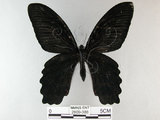 中文名:台灣鳳蝶(2909-388)學名:Papilio thaiwanus Rothschild, 1898(2909-388)