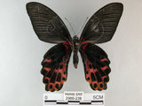 中文名:台灣鳳蝶(2909-238)學名:Papilio thaiwanus Rothschild, 1898(2909-238)