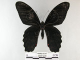 中文名:台灣鳳蝶(2909-238)學名:Papilio thaiwanus Rothschild, 1898(2909-238)