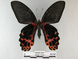 中文名:台灣鳳蝶(2909-1122)學名:Papilio thaiwanus Rothschild, 1898(2909-1122)