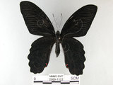 中文名:台灣鳳蝶(2909-1122)學名:Papilio thaiwanus Rothschild, 1898(2909-1122)