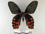 中文名:台灣鳳蝶(2909-606)學名:Papilio thaiwanus Rothschild, 1898(2909-606)