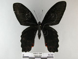 中文名:台灣鳳蝶(2909-606)學名:Papilio thaiwanus Rothschild, 1898(2909-606)