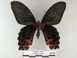 中文名:台灣鳳蝶(2909-1626)學名:Papilio thaiwanus Rothschild, 1898(2909-1626)