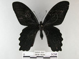 中文名:台灣鳳蝶(2909-1626)學名:Papilio thaiwanus Rothschild, 1898(2909-1626)