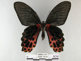 中文名:台灣鳳蝶(2909-1610)學名:Papilio thaiwanus Rothschild, 1898(2909-1610)