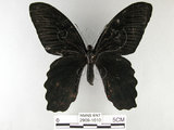 中文名:台灣鳳蝶(2909-1610)學名:Papilio thaiwanus Rothschild, 1898(2909-1610)