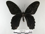 中文名:台灣鳳蝶(2909-1597)學名:Papilio thaiwanus Rothschild, 1898(2909-1597)