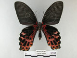 中文名:台灣鳳蝶(2909-1033)學名:Papilio thaiwanus Rothschild, 1898(2909-1033)