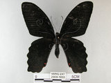 中文名:台灣鳳蝶(2909-1033)學名:Papilio thaiwanus Rothschild, 1898(2909-1033)