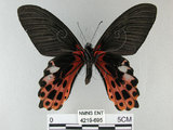 中文名:台灣鳳蝶(4219-695)學名:Papilio thaiwanus Rothschild, 1898(4219-695)