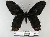 中文名:台灣鳳蝶(4219-695)學名:Papilio thaiwanus Rothschild, 1898(4219-695)