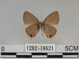 中文名:姬波紋小灰蝶(1282-18621)學名:Prosotas nora formosana (Fruhstorfer, 1916)(1282-18621)